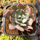 Echeveria 'Holwayi' Variegated 2" Succulent Plant