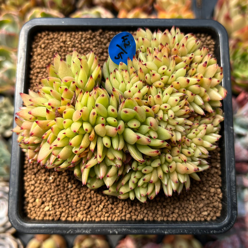 elk horn succulent Echeveria Agavoides 'Elk Horn' Crested 3" Succulent Plant – True Succulents  Plant Co