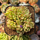 Echeveria Agavoides 'Elk Horn' Crested 1"-2" Succulent Plant