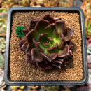 Echeveria 'Black Prince' 2"-3" Cutting Succulent Plant