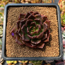 Echeveria 'Black Prince' 2"-3" Cutting Succulent Plant