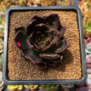 Echeveria 'Black Prince' 2"-3" Cutting Succulent Plant