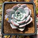 Echeveria 'Trumso' 2"-3" Succulent Plant