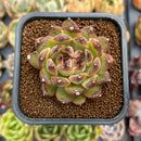 Echeveria 'Dark Jelly' 2" Succulent Plant