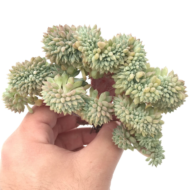 Echeveria 'Crissy N Ryan' Crested Cluster 5" Succulent Plant