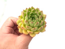 Echeveria Agavoides sp 2"-3" Succulent Plant