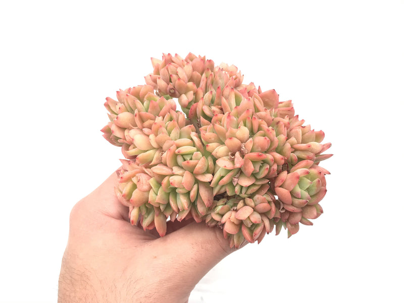 Echeveria 'Luella' Crested Cluster 4"-5" Rare Succulent Plant