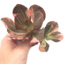 Echeveria 'Primmadonna' Variegated Double Head 7" Rare Succulent Plant