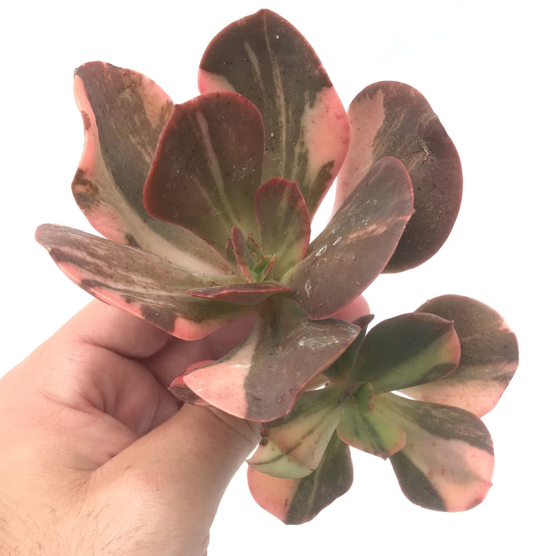 Echeveria 'Primmadonna' Variegated Double Head 7" Rare Succulent Plant