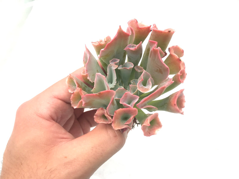 Echeveria 'Trumpet Pinky' 3" Succulent Plant