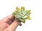 Graptoveria 'Harry Watson' Variegated Small 2" Rare Succulent Plant