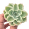 Echeveria ‘Lemon Rose’ Variegated 2”-3” Rare Succulent Plant