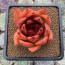 Echeveria Agavoides 'Vashon' 3" Succulent Plant Cutting