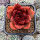 Echeveria Agavoides 'Vashon' 2" Succulent Plant Cutting
