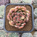 Echeveria Hybrid sp. Seed Grown 2" Succulent Plant Cutting