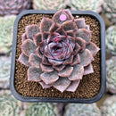 Echeveria Hybrid sp. Seed Grown 2" Succulent Plant Cutting
