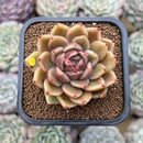 Echeveria Hybrid sp. Seed Grown 2" Succulent Plant Cutting