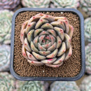 Echeveria Hybrid sp. Seed Grown 2" Succulent Plant Cutting