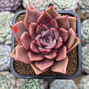 Echeveria Hybrid sp. Seed Grown 2" Succulent Plant Cutting