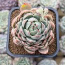 Echeveria Agavoides 'Queen Maria' Variegated 2"-3" Succulent Plant Cutting