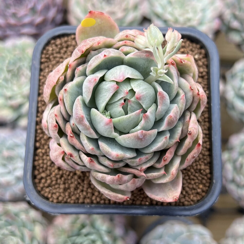Echeveria Agavoides 'Queen Maria' Variegated 2