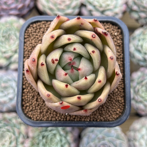 Echeveria Agavoides sp. Seed Grown 2" Succulent Plant Cutting