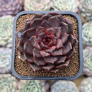 Echeveria 'Black Pearl' Selected Clone 3" Succulent Plant Cutting