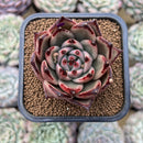Echeveria Agavoides sp. Seed Grown 2" Succulent Plant Cutting