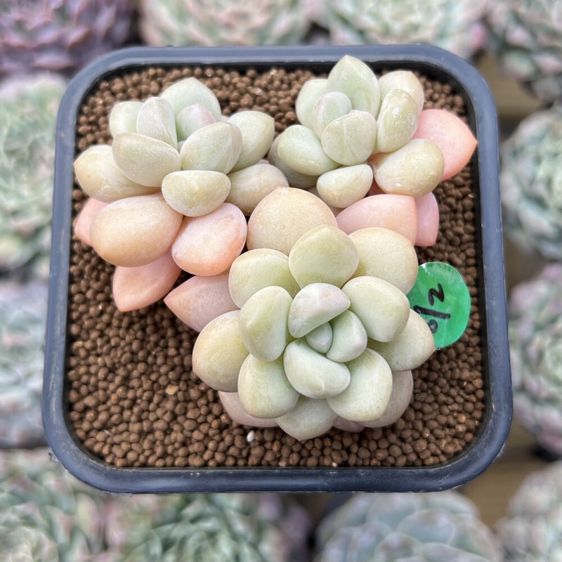 Echeveria 'Pretty Woman' 2