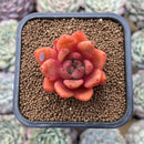 Echeveria 'Cheetos' 1"-2" New Hybrid Succulent Plant Cutting
