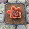 Echeveria 'Cheetos' 1"-2" New Hybrid Succulent Plant Cutting