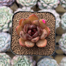 Echeveria 'Black Machine' 1"-2" New Hybrid Succulent Plant Cutting