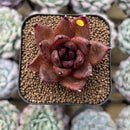Echeveria 'Black Machine' 1"-2" New Hybrid Succulent Plant Cutting