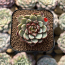 Echeveria 'Fireworks' 1"-2" Succulent Plant Cutting