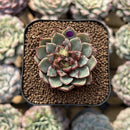 Echeveria 'Fireworks' 1"-2" Succulent Plant Cutting