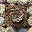 Echeveria 'Fireworks' 1"-2" Succulent Plant Cutting