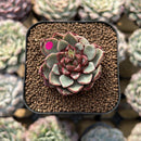 Echeveria 'Fireworks' 1"-2" Succulent Plant Cutting