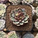 Echeveria 'Fireworks' 1"-2" Succulent Plant Cutting
