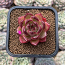 Echeveria 'Lovebird' 2" Seed-Grown Unique Individual Succulent Plant Cutting