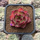 Echeveria 'Lovebird' 2" Seed-Grown Unique Individual Succulent Plant Cutting