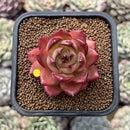 Echeveria 'Lovebird' 2" Seed-Grown Unique Individual Succulent Plant Cutting