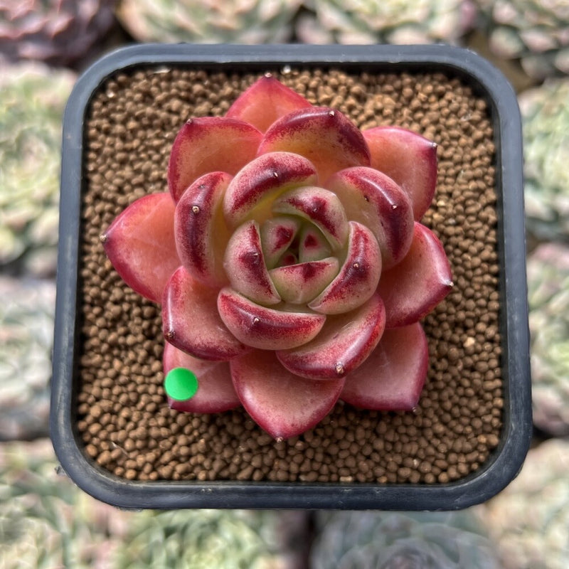 individual succulent plants Echeveria 'Lovebird' 2" Seed-Grown Unique Individual Succulent Plant Cutting