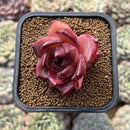 Echeveria 'Lovebird' 2" Seed-Grown Unique Individual Succulent Plant Cutting