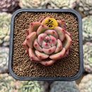 Echeveria 'Shallot' 2" Succulent Plant