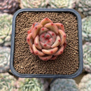 Echeveria 'Shallot' 2" Succulent Plant