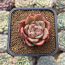 Echeveria 'Shallot' 2" Succulent Plant