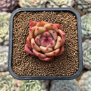 Echeveria 'Shallot' 2" Succulent Plant