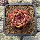 Echeveria 'Shallot' 2" Succulent Plant