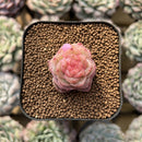 Echeveria 'Daiquiri' 1" Jelly Type Hybrid Succulent Plant Cutting