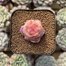 Echeveria 'Daiquiri' 1" Jelly Type Hybrid Succulent Plant Cutting
